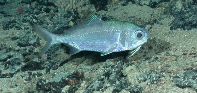 (Polymixiidae) СЕМЕЙСТВО ПОЛИМИКСИЕВЫЕ, БАРБУДОВЫЕ, УСАТЫЕ БЕРИКСЫ